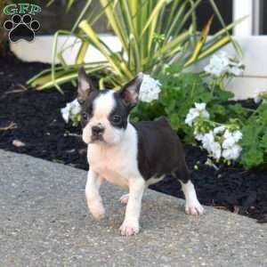 Raisin, Boston Terrier Puppy