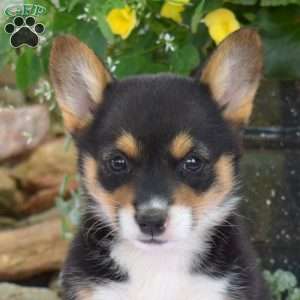 Raisin, Pembroke Welsh Corgi Puppy
