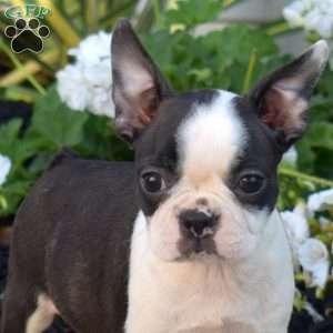 Raisin, Boston Terrier Puppy