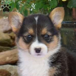 Raisin, Pembroke Welsh Corgi Puppy