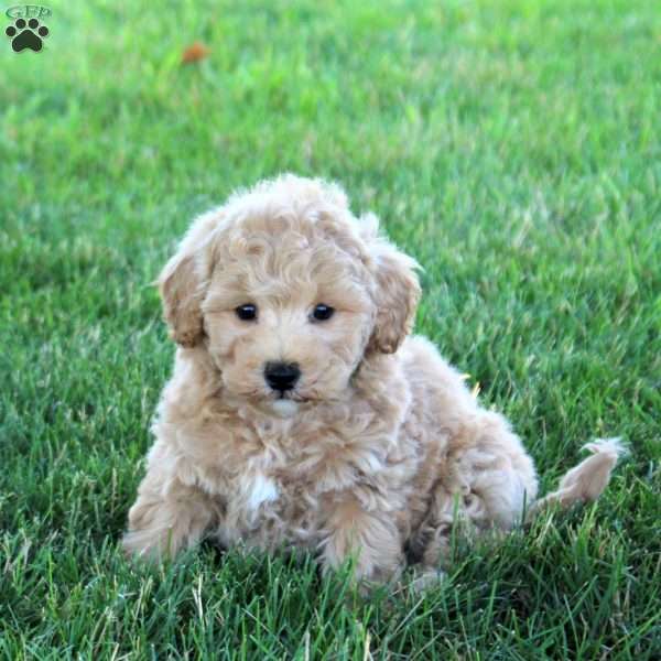 Raleigh, Bich-Poo Puppy