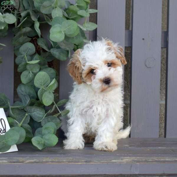 Ralph, Maltipoo Puppy