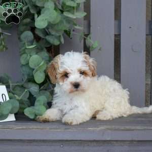Ralph, Maltipoo Puppy