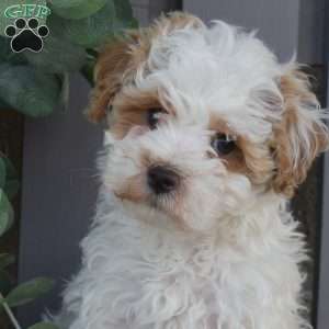 Ralph, Maltipoo Puppy