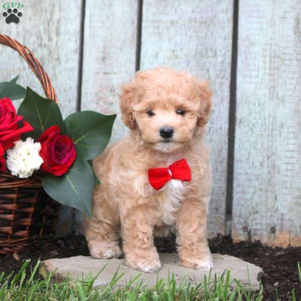 Rambo, Maltipoo Puppy