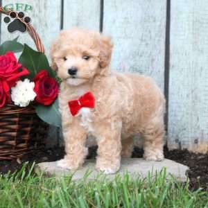Rambo, Maltipoo Puppy