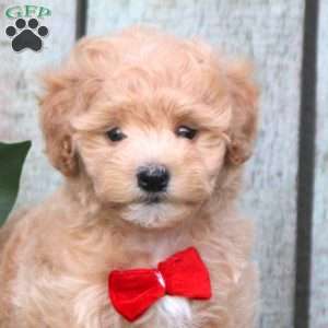 Rambo, Maltipoo Puppy