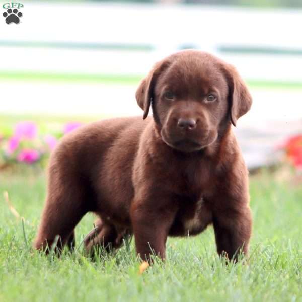 Rambo, Chocolate Labrador Retriever Puppy