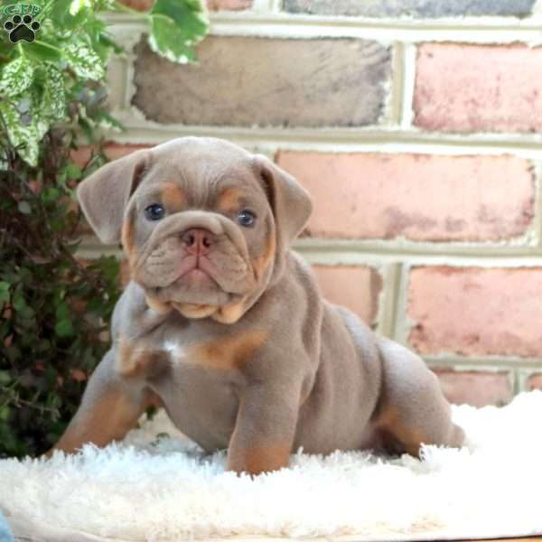 Ranae, English Bulldog Puppy