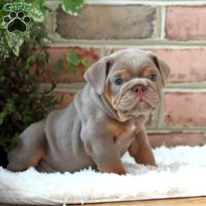 Ranae, English Bulldog Puppy