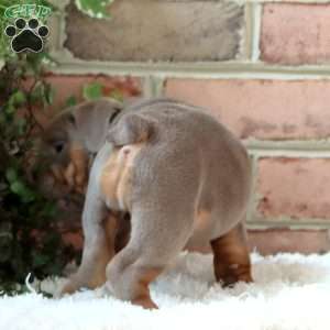 Ranae, English Bulldog Puppy