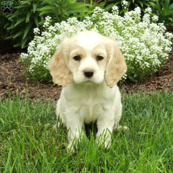 Randy, Cocker Spaniel Puppy
