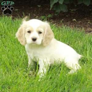 Randy, Cocker Spaniel Puppy