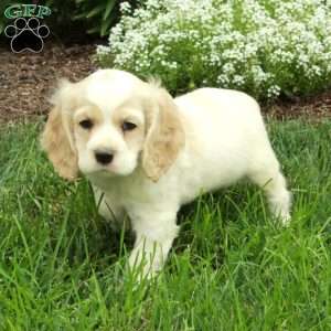 Randy, Cocker Spaniel Puppy
