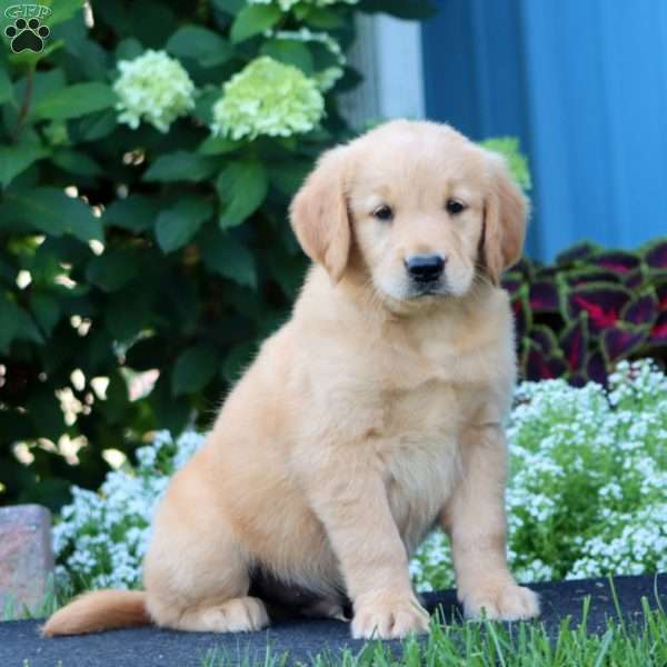 Randy, Goldendoodle Puppy