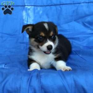 Randy, Pembroke Welsh Corgi Puppy