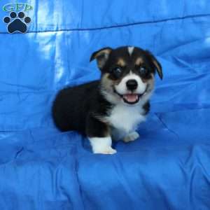 Randy, Pembroke Welsh Corgi Puppy