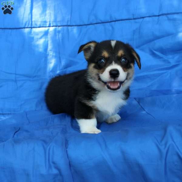 Randy, Pembroke Welsh Corgi Puppy