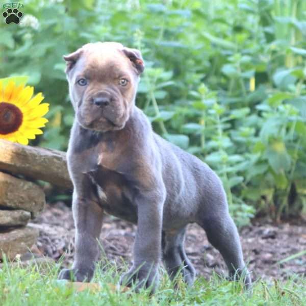 Ranger, Cane Corso Puppy