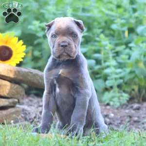 Ranger, Cane Corso Puppy