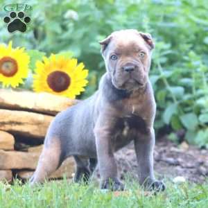 Ranger, Cane Corso Puppy