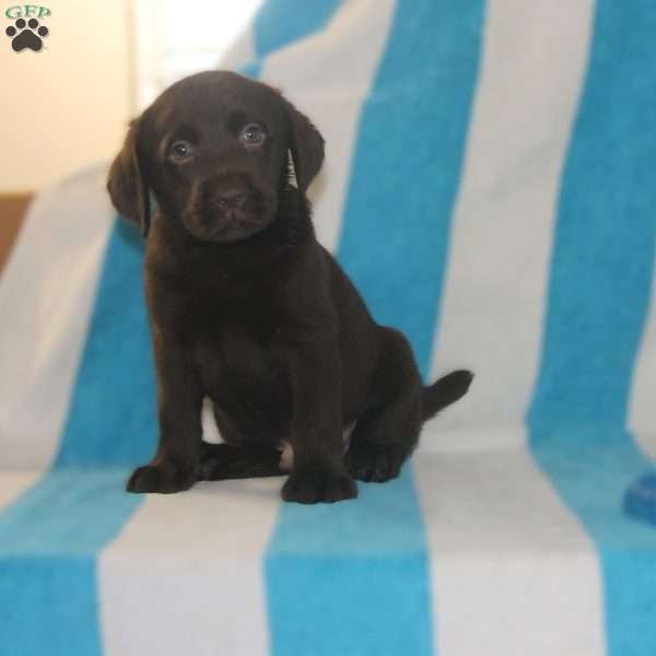 Ranger, Chocolate Labrador Retriever Puppy