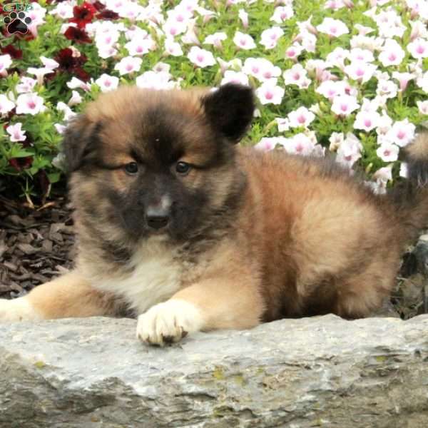 Rascal, American Eskimo Mix Puppy