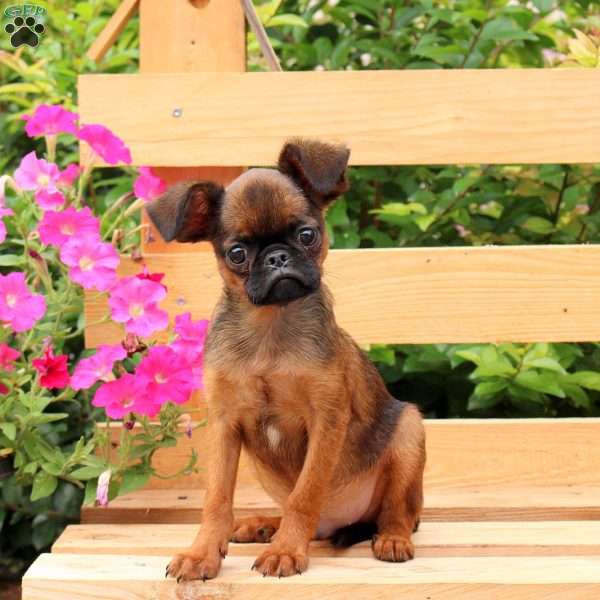 Rascal, Brussels Griffon Puppy