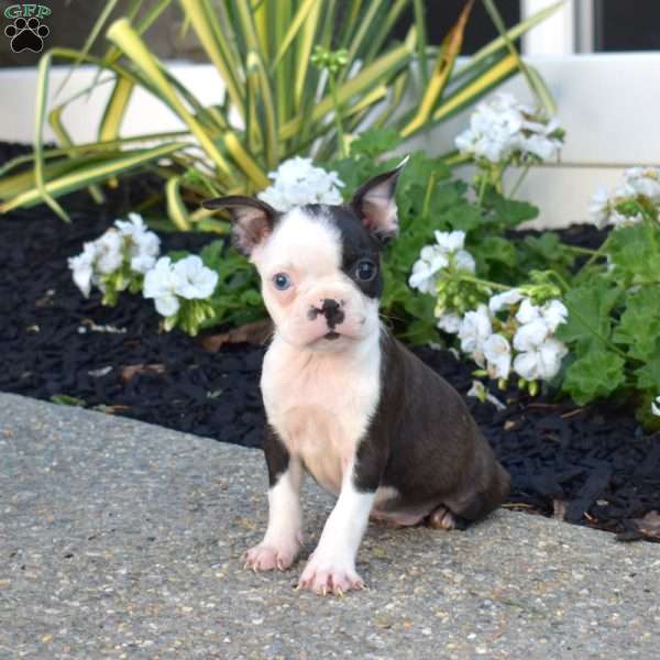 Rascal, Boston Terrier Puppy