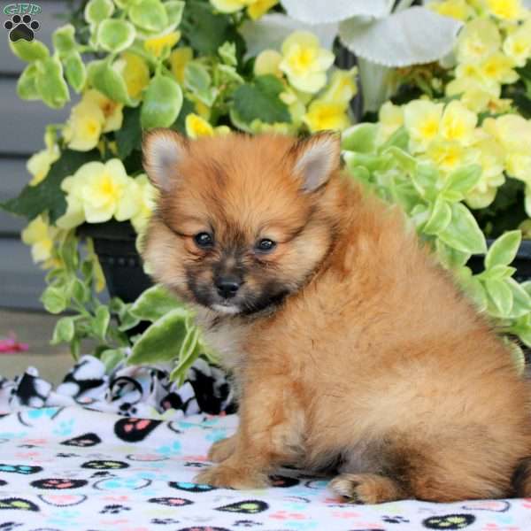Rascal, Pomeranian Puppy