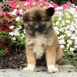Rascal, American Eskimo Mix Puppy