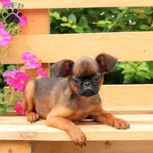 Rascal, Brussels Griffon Puppy