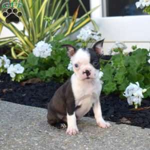 Rascal, Boston Terrier Puppy