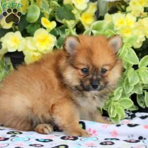 Rascal, Pomeranian Puppy