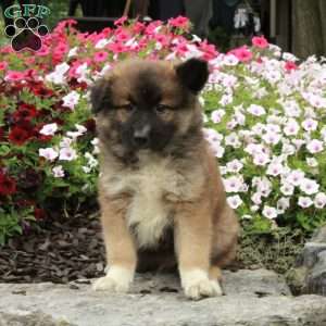 Rascal, American Eskimo Mix Puppy