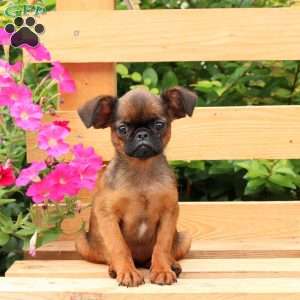 Rascal, Brussels Griffon Puppy