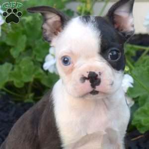 Rascal, Boston Terrier Puppy