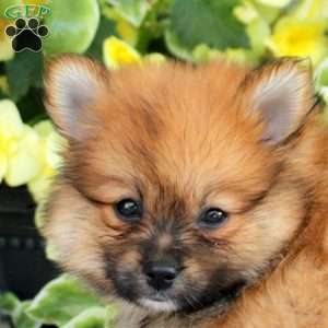 Rascal, Pomeranian Puppy