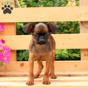 Rascal, Brussels Griffon Puppy