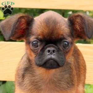 Rascal, Brussels Griffon Puppy