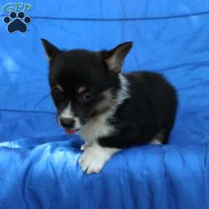 Rascal, Pembroke Welsh Corgi Puppy