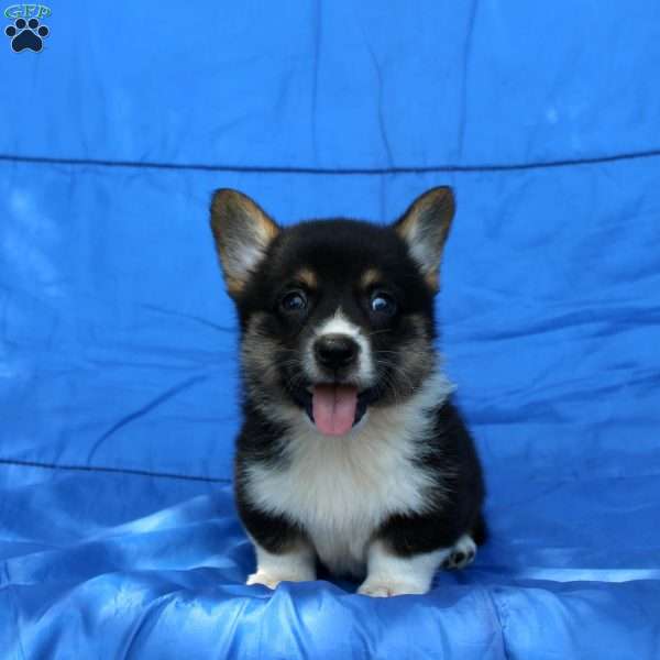 Rascal, Pembroke Welsh Corgi Puppy