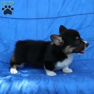 Rascal, Pembroke Welsh Corgi Puppy