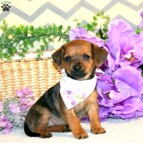 Rashelle, Chiweenie Puppy