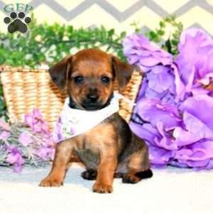 Rashelle, Chiweenie Puppy