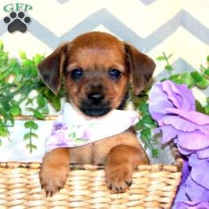 Rashelle, Chiweenie Puppy