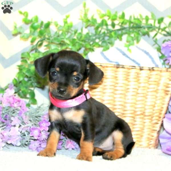 Raven, Chiweenie Puppy