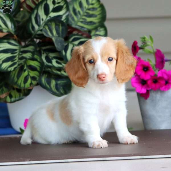 Rayna, Dachshund Puppy
