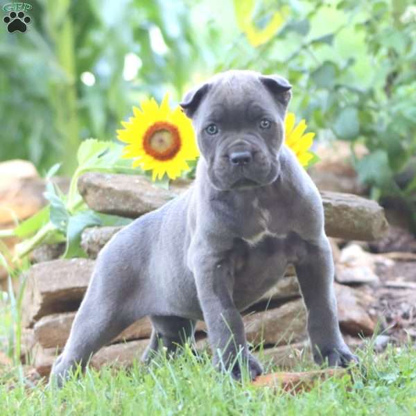Rayna, Cane Corso Puppy