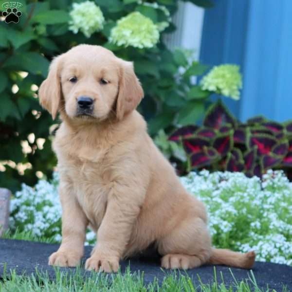 Rayna, Goldendoodle Puppy